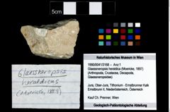 Foto (Objekt + Etikett) von Glaessneropsis heraldica (Moericke, 1897)  (NHMW-GEO-1990-0041-3168)